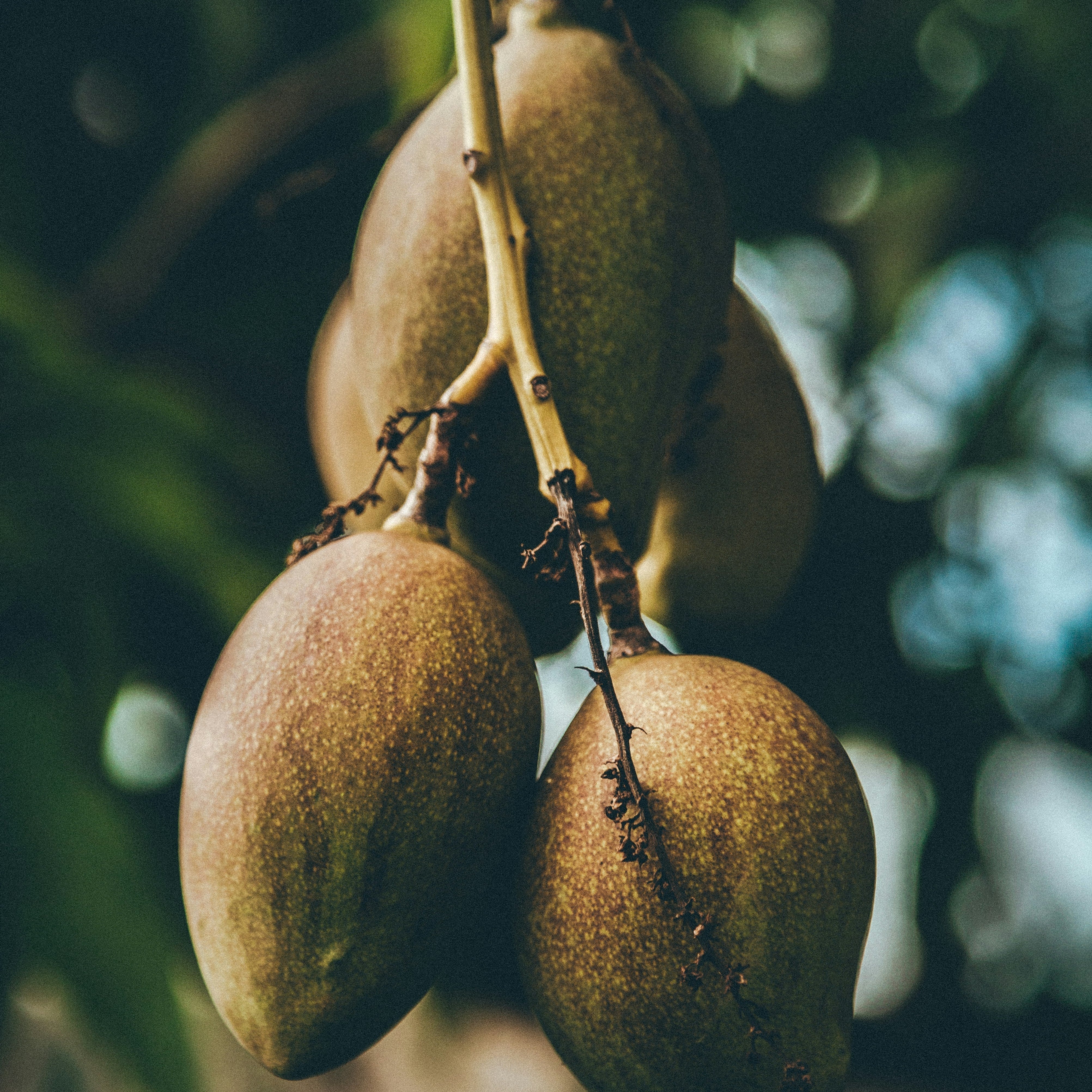 What Is Mango Wood? And, Why Is It The Best Wood For Furniture? -  Bokel Home