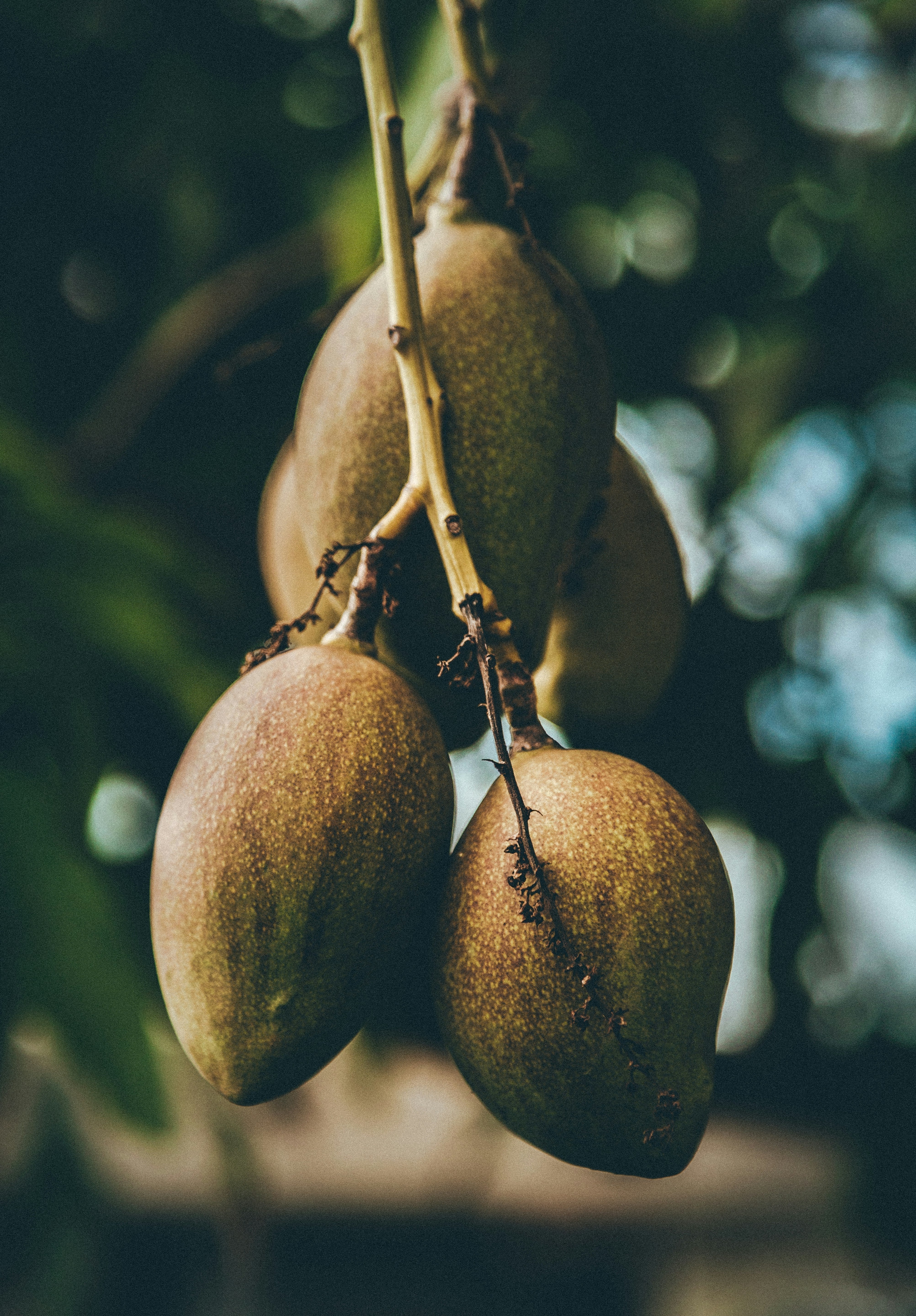 Mango Wood Tree Plant