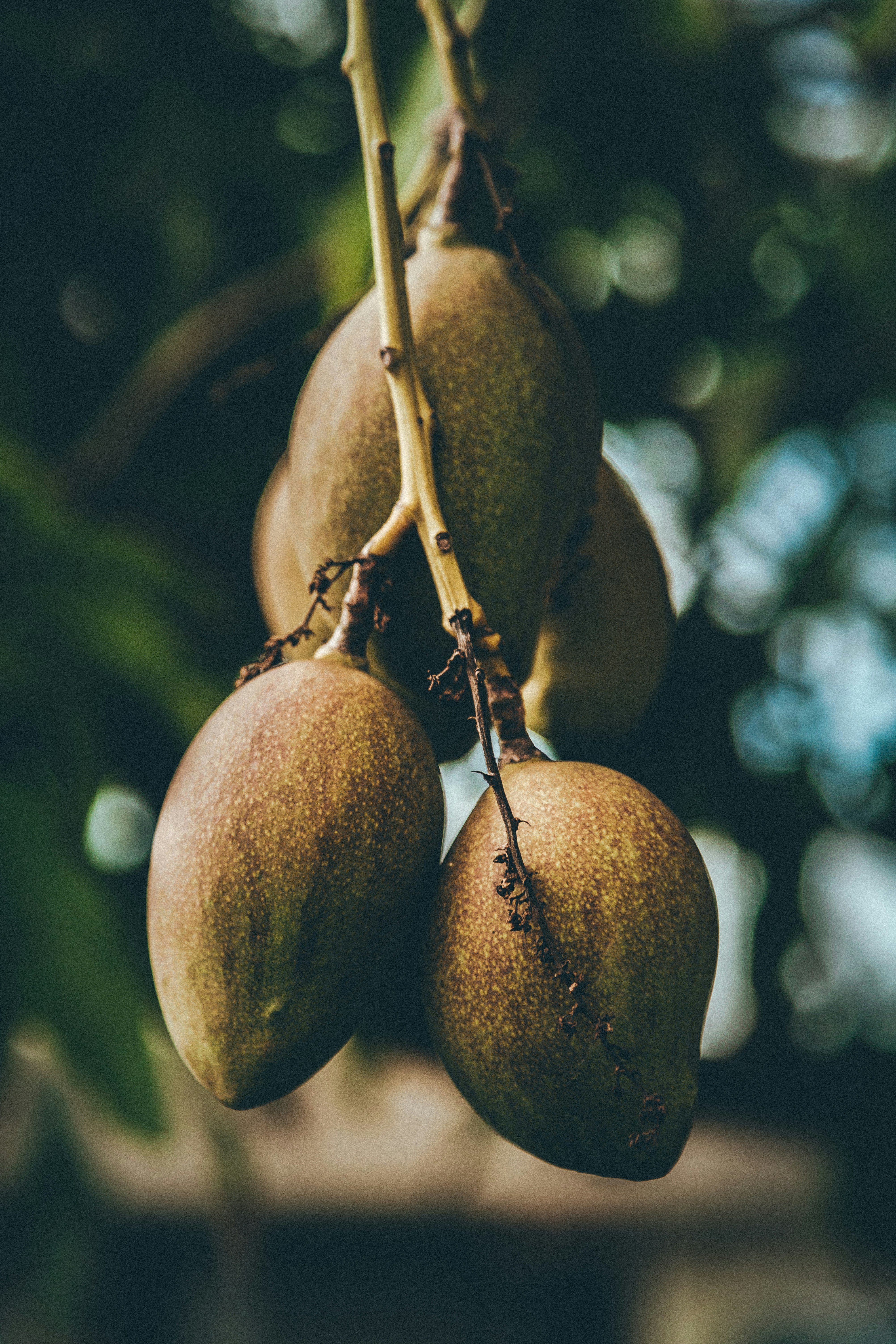 A close up shot showing a bunch of mangoes on a mango tree outside.